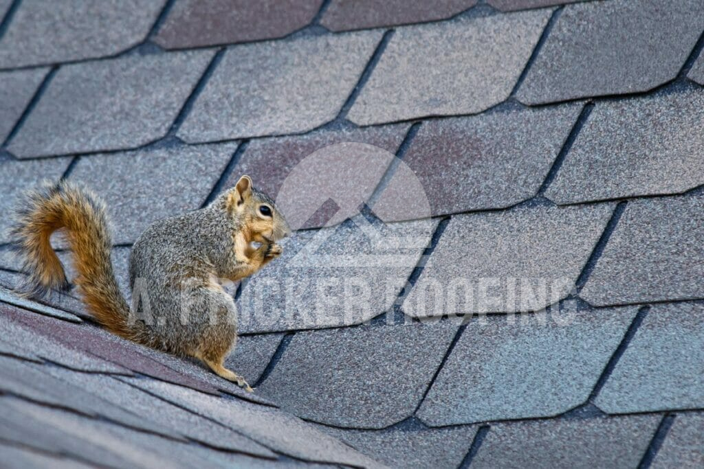 Squirrel on roof