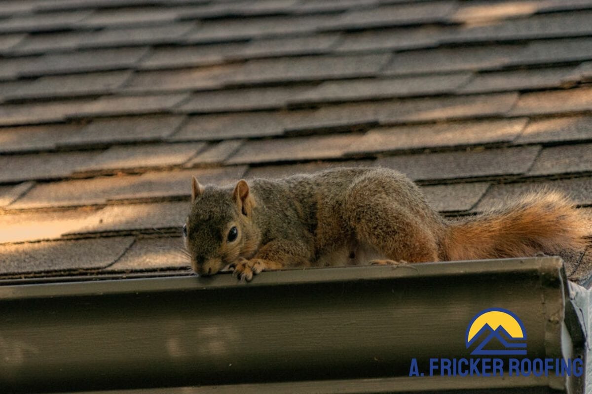 Tips for Getting Rid of Squirrels