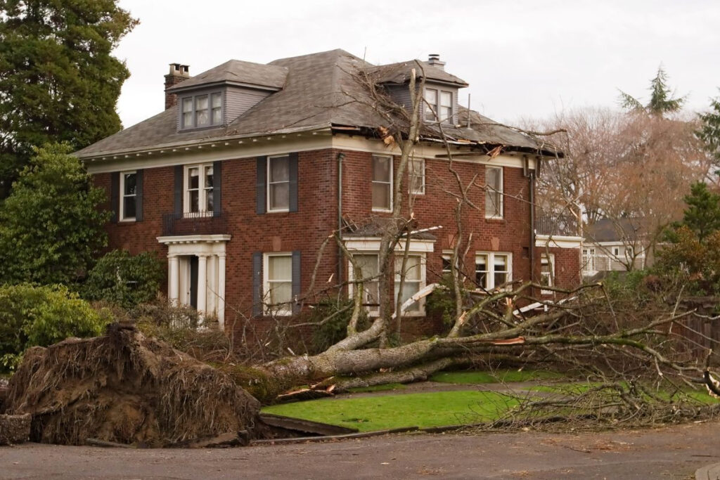 Driveways and sidewalks blocked by fallen tree