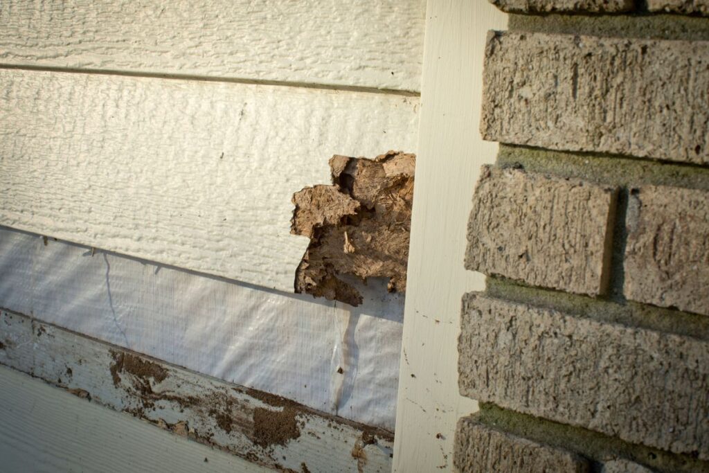 Rotting siding