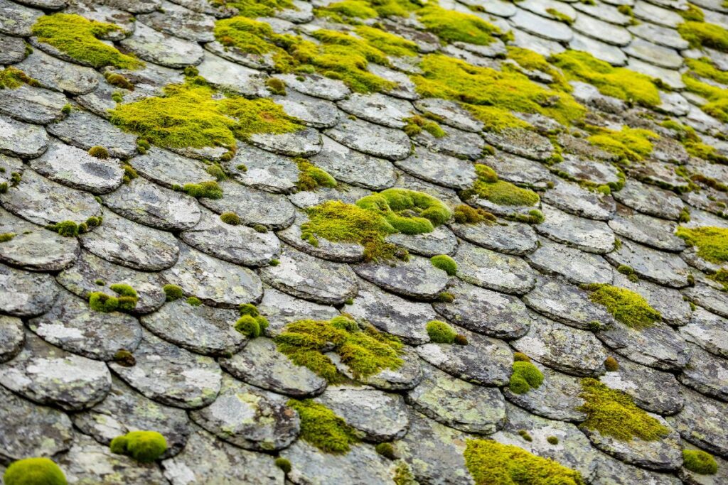 Moss, mold, or algae growth on roof